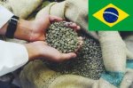 Brazil Rainforest Alliance Certified Unroasted Coffee Beans 5 lbs